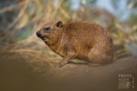 Daman skalni - Procavia capensis - Rock Hyrax o0483